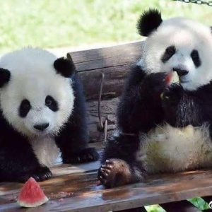 Buy Baby Panda Online
