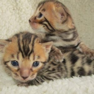 Buy Bengal Kitten online