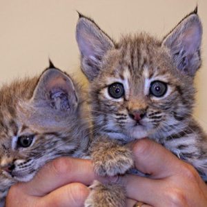 Buy Bobcat Kittens online