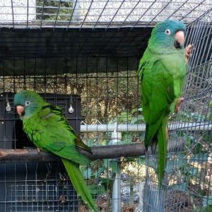 Blue Crown Conures Parrots