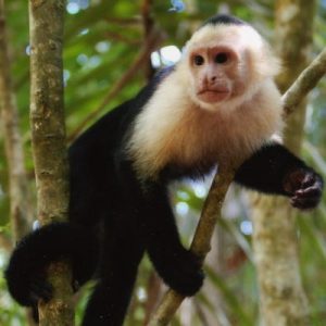 Buy Capuchin Monkeys online