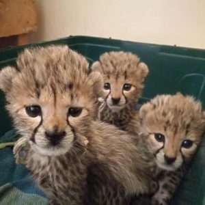 Buy Cheetah Cubs Online