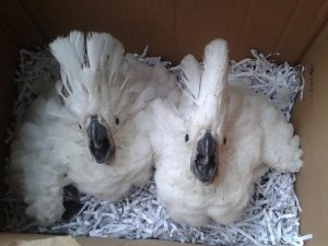 Goffin Cockatoo Parrots For Sale