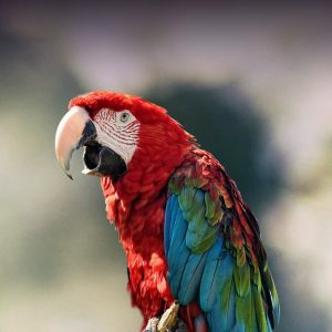 Green Wing Macaw