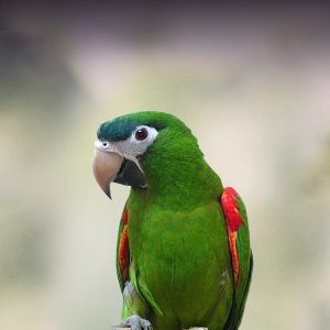 Hahn’s Macaw