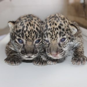 Buy Jaguar Cubs Online