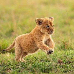 Buy Lion Cubs Online
