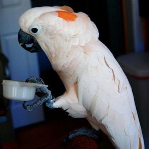 Buy Moluccan Cockatoo Parrots