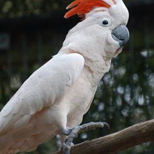 Moluccan Cockatoo