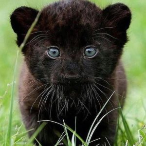 Buy Black Panther Cubs Online