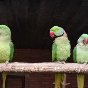 Buy Ringneck Parrots online
