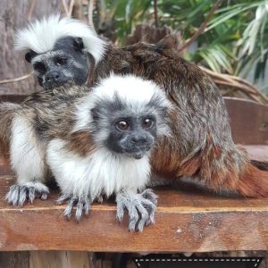 Buy Tamarin monkeys online