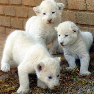 Buy White Lion Cubs online