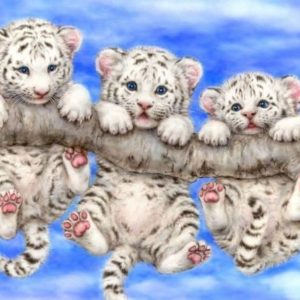 Buy White Tiger Cubs Online