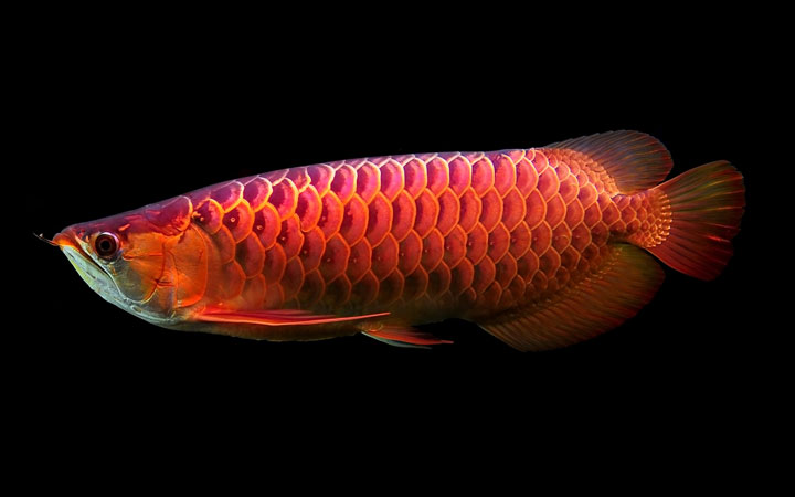 10 Amazing Facts about arowana fish