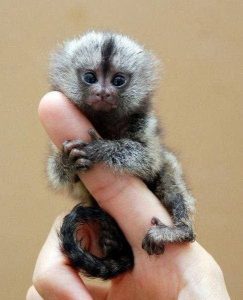 finger marmoset