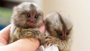 Exploring the Charismatic World of Miniature Primates