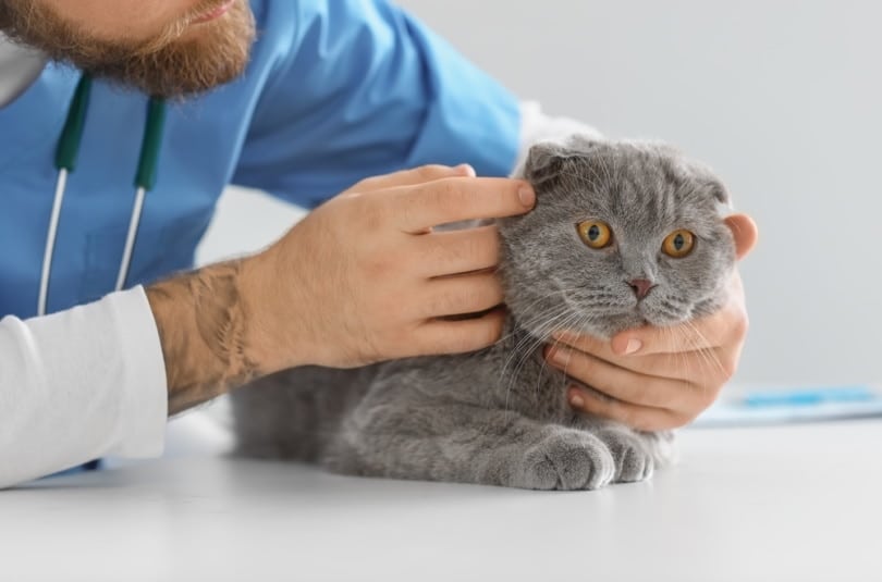 Common Health Issues in Scottish Fold Kittens