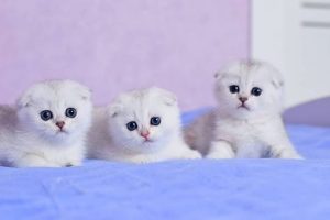 Scottish Fold Cat Breed Information
