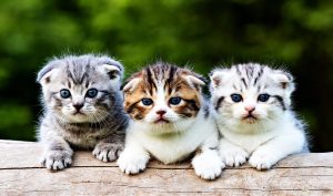 Scottish Fold Kitten Adoption Guide