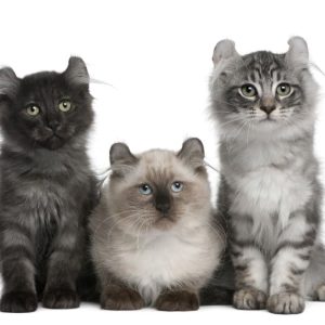 Buy American Curl Kittens Online