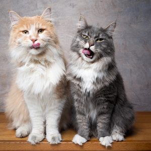 Buy Maine Coon Kittens Online