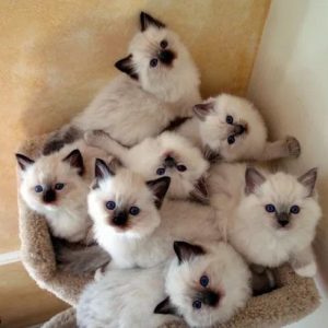 Buy Ragdoll Kittens Online