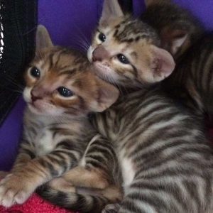 Buy Toyger kittens Online