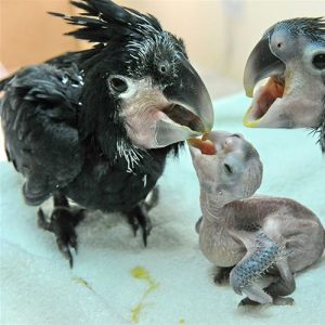Black Palm Cockatoo Babies