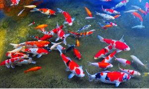 Comprehensive Guide to Japanese Koi Fish