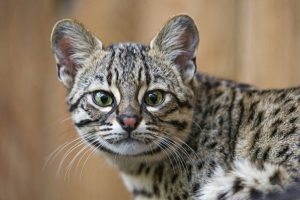 Ocelot Cats as Pets