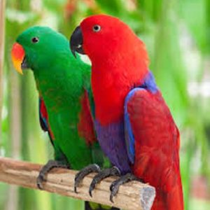 Eclectus Parrot For Sale