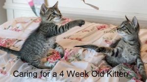 Caring for a 4 Week Old Kitten
