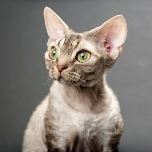 Healthy Devon Rex Kittens For sale