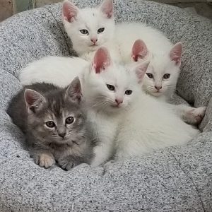 Manx Kittens For Sale Online