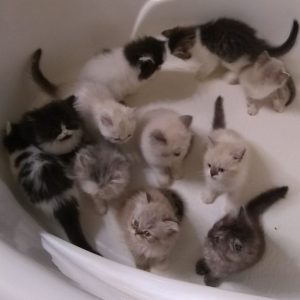 Healthy Munchkin Kittens For Sale Online