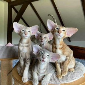Healthy Oriental Shorthair For Sale