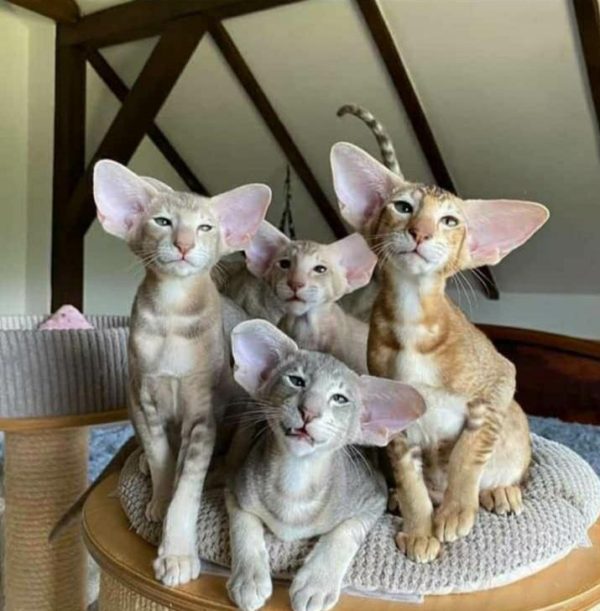 Healthy Oriental Shorthair For Sale