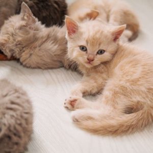 Healthy Selkirk Rex Kittens For Sale