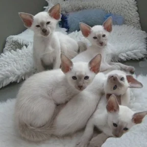 Healthy Siamese Kittens for sale online
