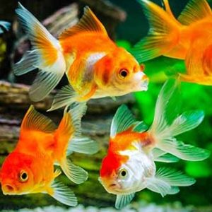 Aquarium Fish