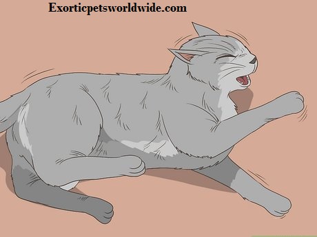 Cat Ate Baking Soda Emergency Guide