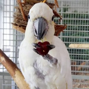 Cockatoos for Sale