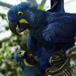 Macaw Parrots for Sale